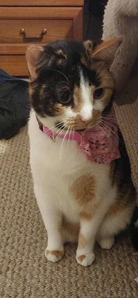 image for Beautiful cat for homing