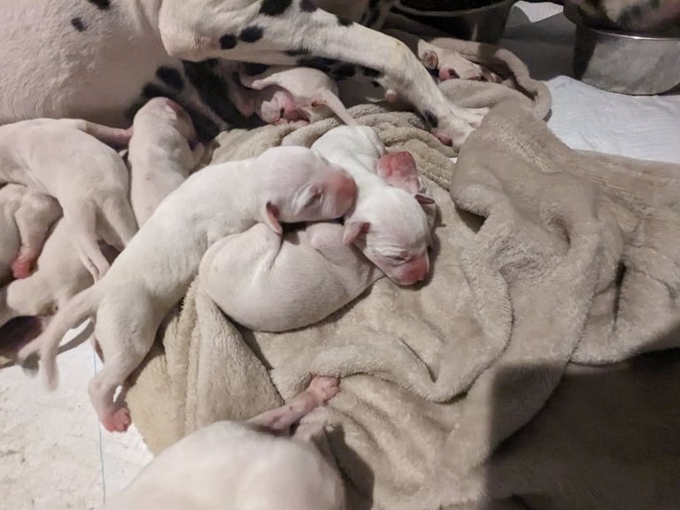 Dalmatians For Sale
