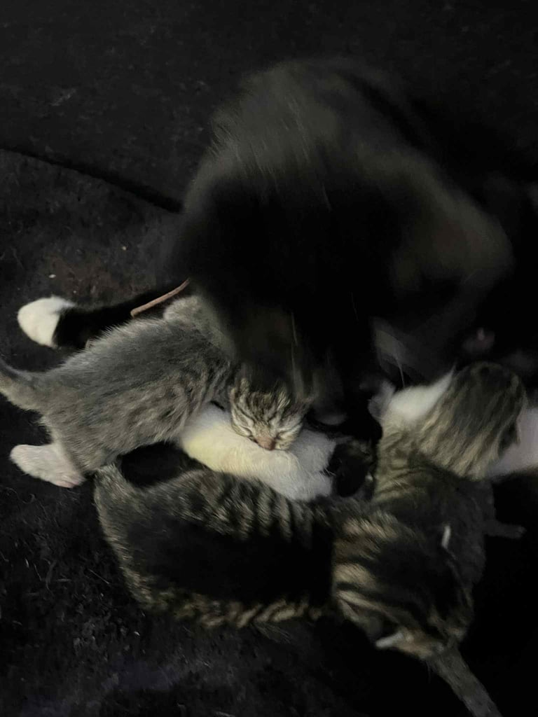 4 tabby kittens for sale