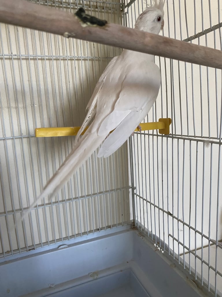 Cockatiel 