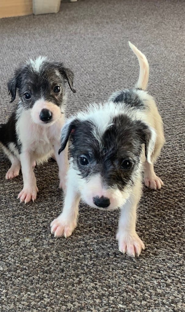 Jack Russell puppy’s, 2 BOYS LEFT