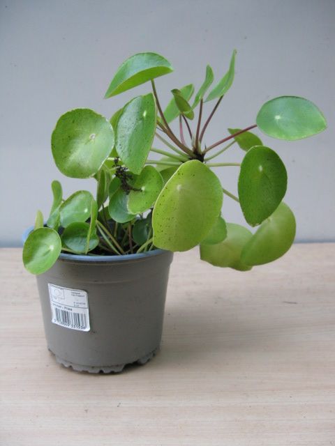 Pilea or Chinese Money Plant