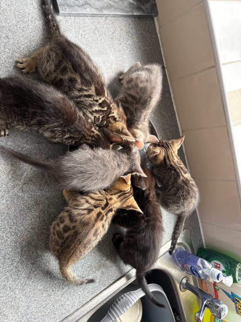 Russian Blue Bengals for Sale