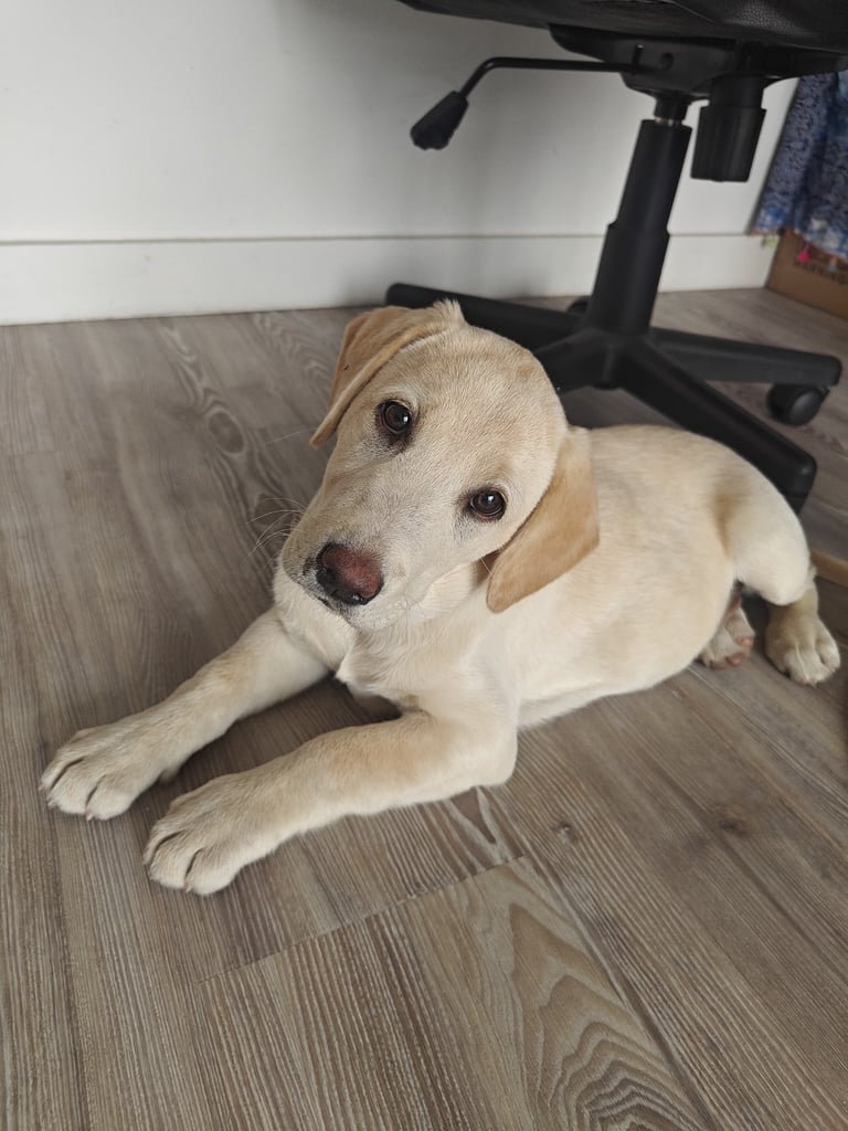 Beautiful Labrador puppy 🐶 