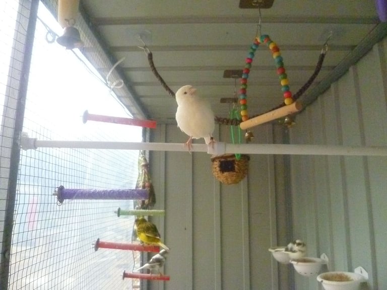 5 Canary Canaries Birds for sale for £140 Yellow, White/Black  Red Pure White Small Cage and Food