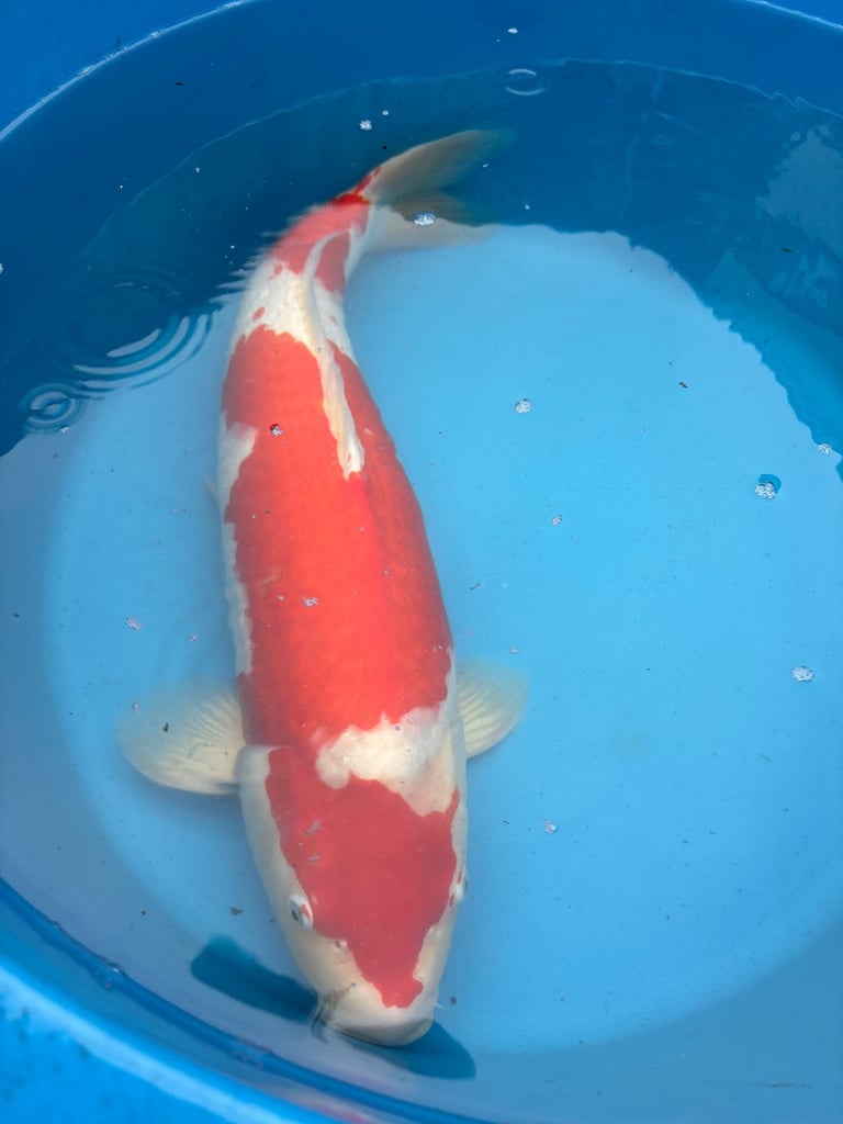 koi carp / fish 
