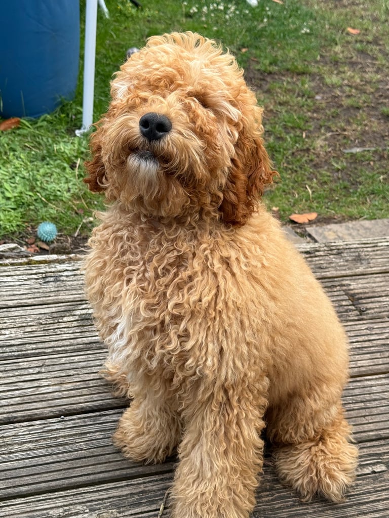 Cockapoo Male 8 Months 