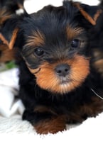 Beautiful Yorkshire Terrier puppy 