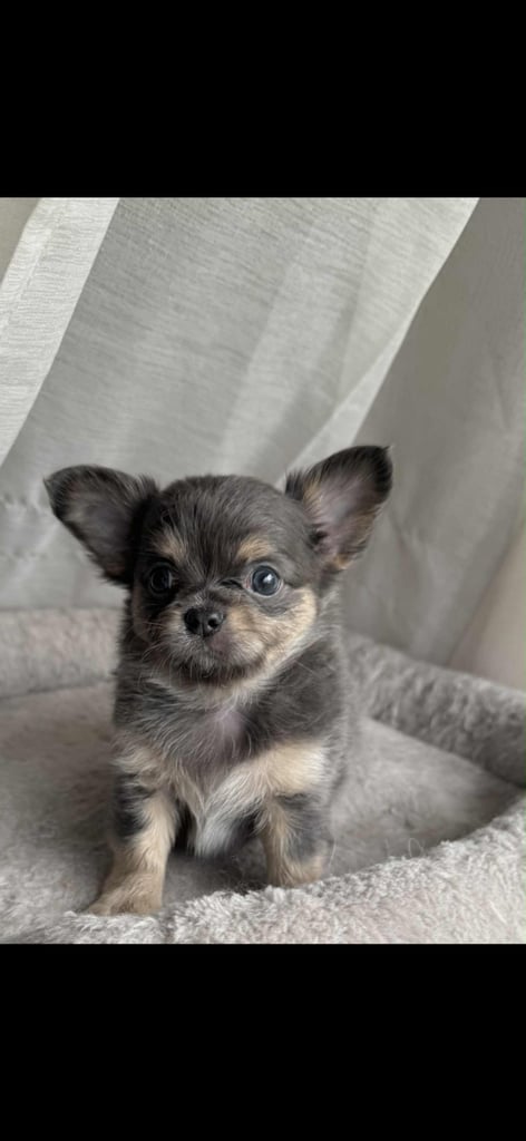 READY TO LEAVE SOON Blue Eye Merle, Tiny Longhair chihuahua 