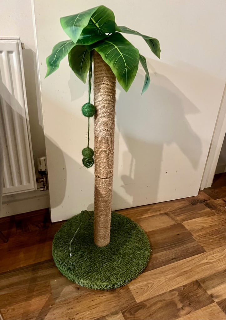 Large Cat Scratch Poll 