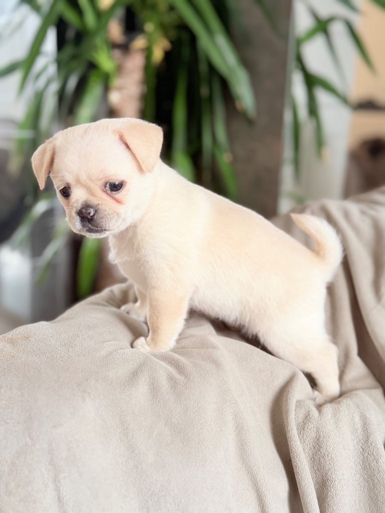 🐾 💕Adorable Puppies for the loving Families 💕🏡