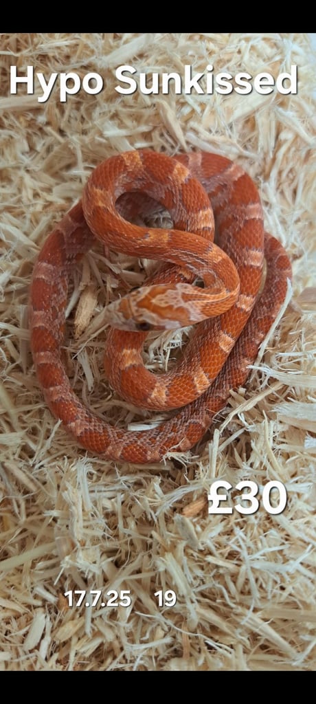  Various Corn Snakes for sale