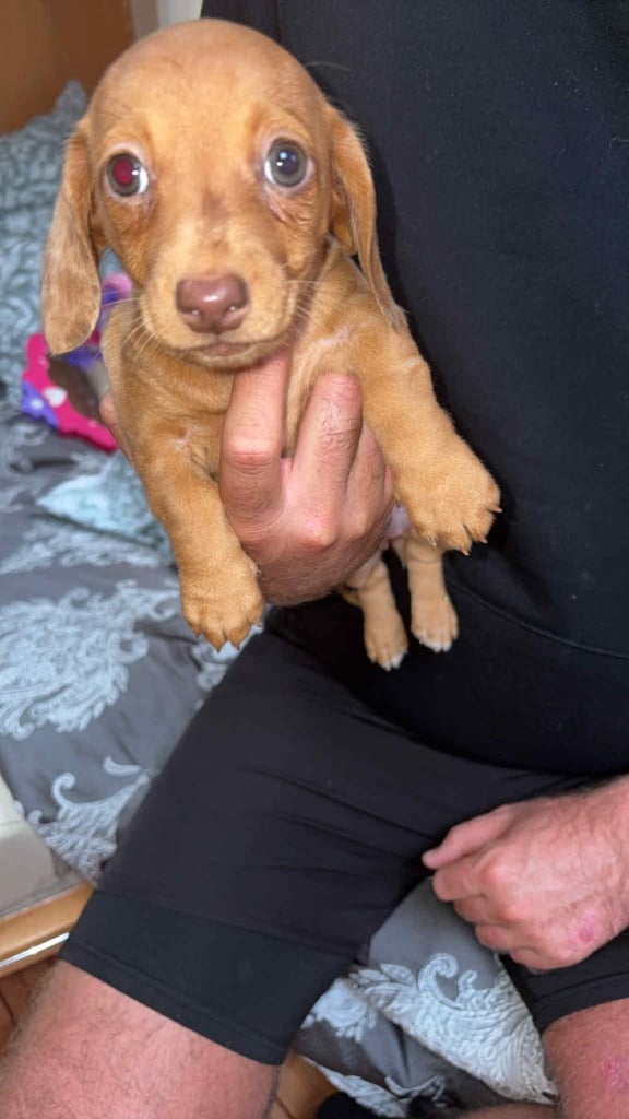 Mini dachshund