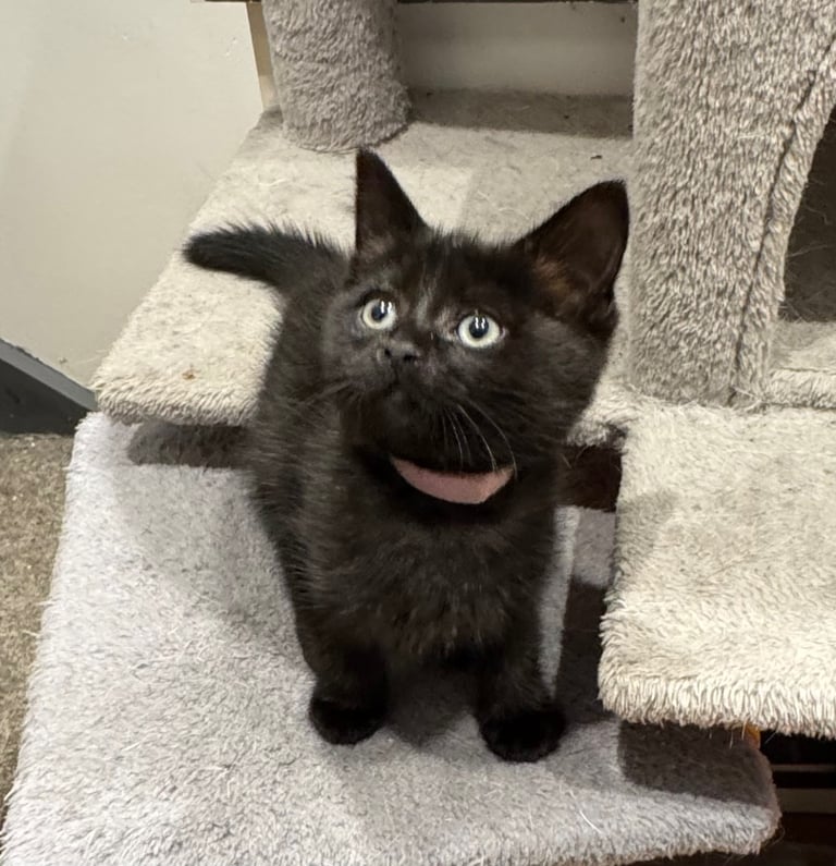 2x girl black kittens 