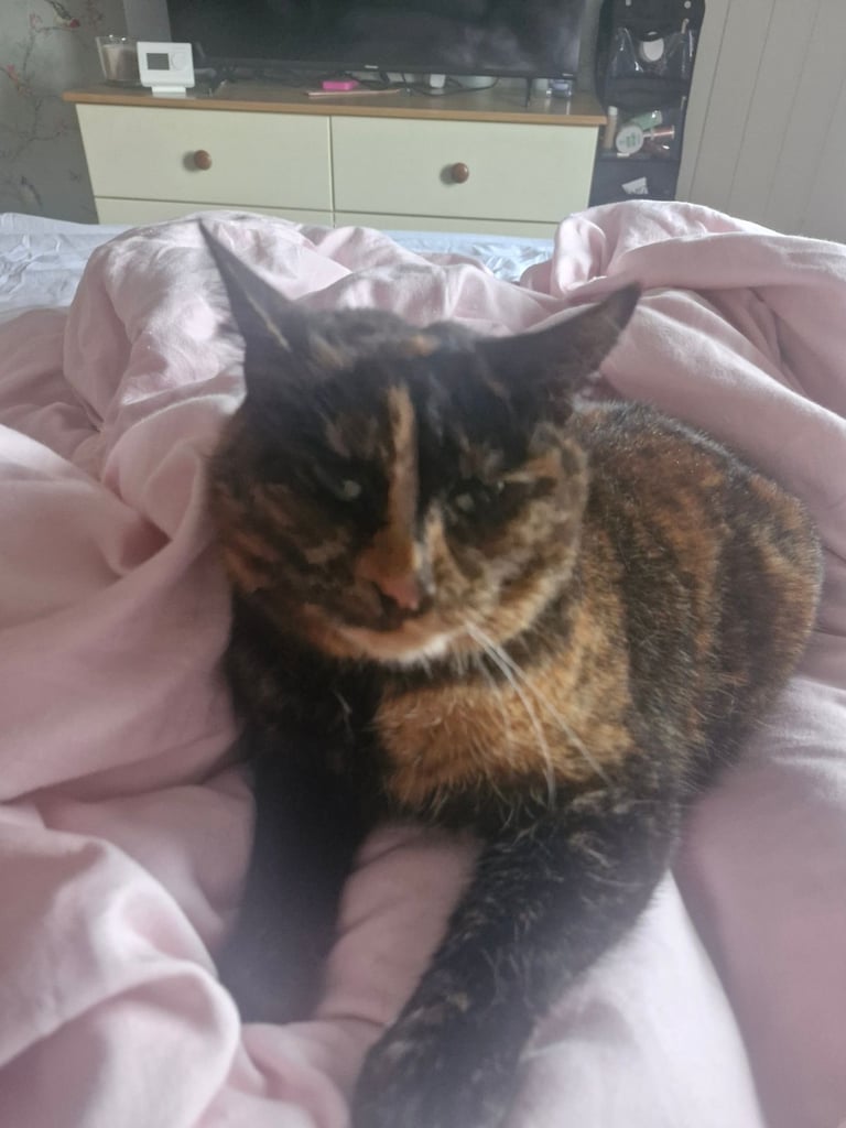 BEAUTIFUL TORTY SAGE 