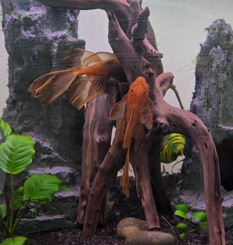 image for Super Red Bristlenose Ancitrus 