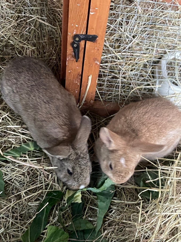 image for Baby Rabbits *4 males*