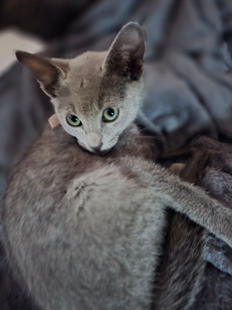 RB kittens, 3 m.o. , N.London 