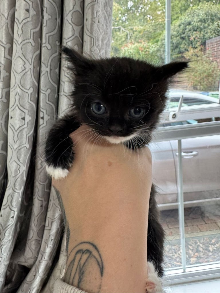 Kittens for sale