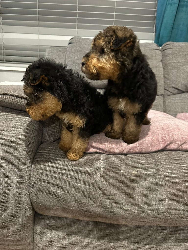 Beautiful Black and Tab Lakeland Pups 