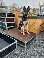 Galvanised jump up beds, dog beds, whelping beds / boxes