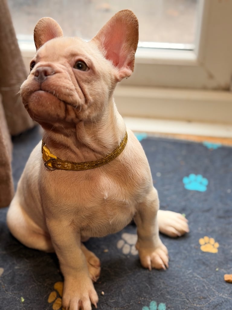 Beautiful White Frenchies READY NOW