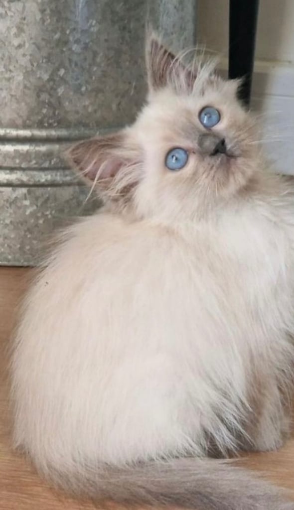 Pure breed Ragdoll kitten -Male