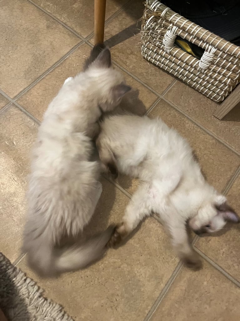 Beautiful Ragdoll Kittens