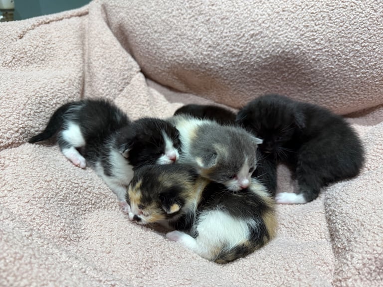 Last boy remaining - ragdoll cross kittens for sale 