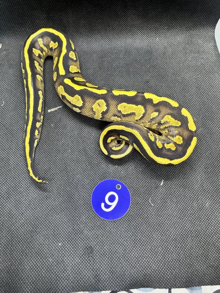 Royal python from £60