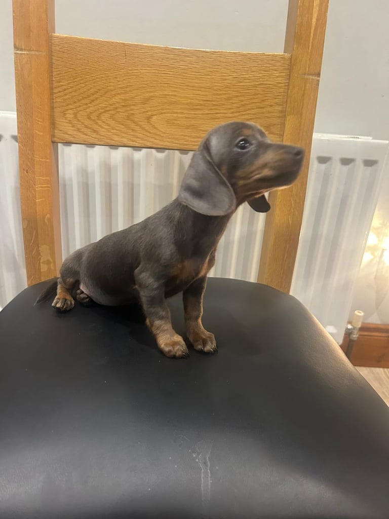 Dachshunds girl pup