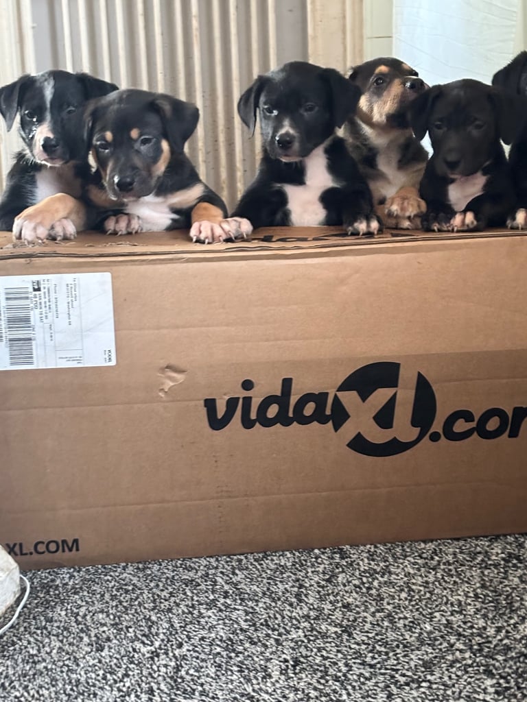 Puppies 