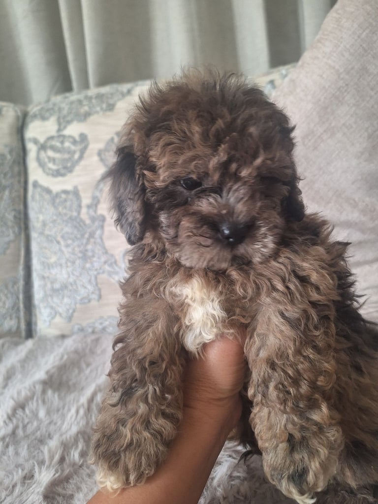 Shihpoo 