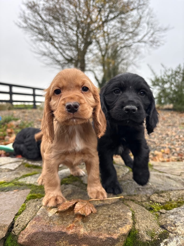 Cocker Spaniel Pups
