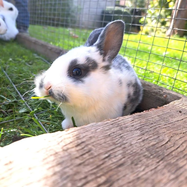 image for Baby rabbits