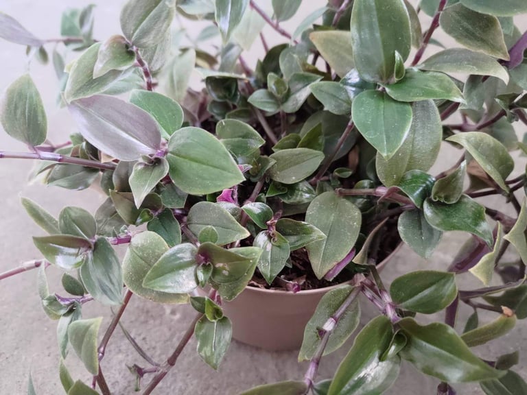 Tradescantia fluminensis Inch Plant Wandering Spiderwort Easy Tropical Indoor House Plant 9cm Pot