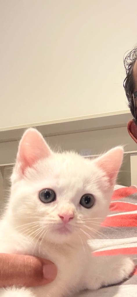 Ragdoll mixed breed but more like to be pure ragdol 