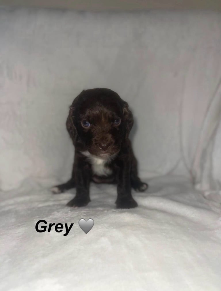 READY TO LEAVE Cockapoo Puppies Looking For Their Forever Homes💕