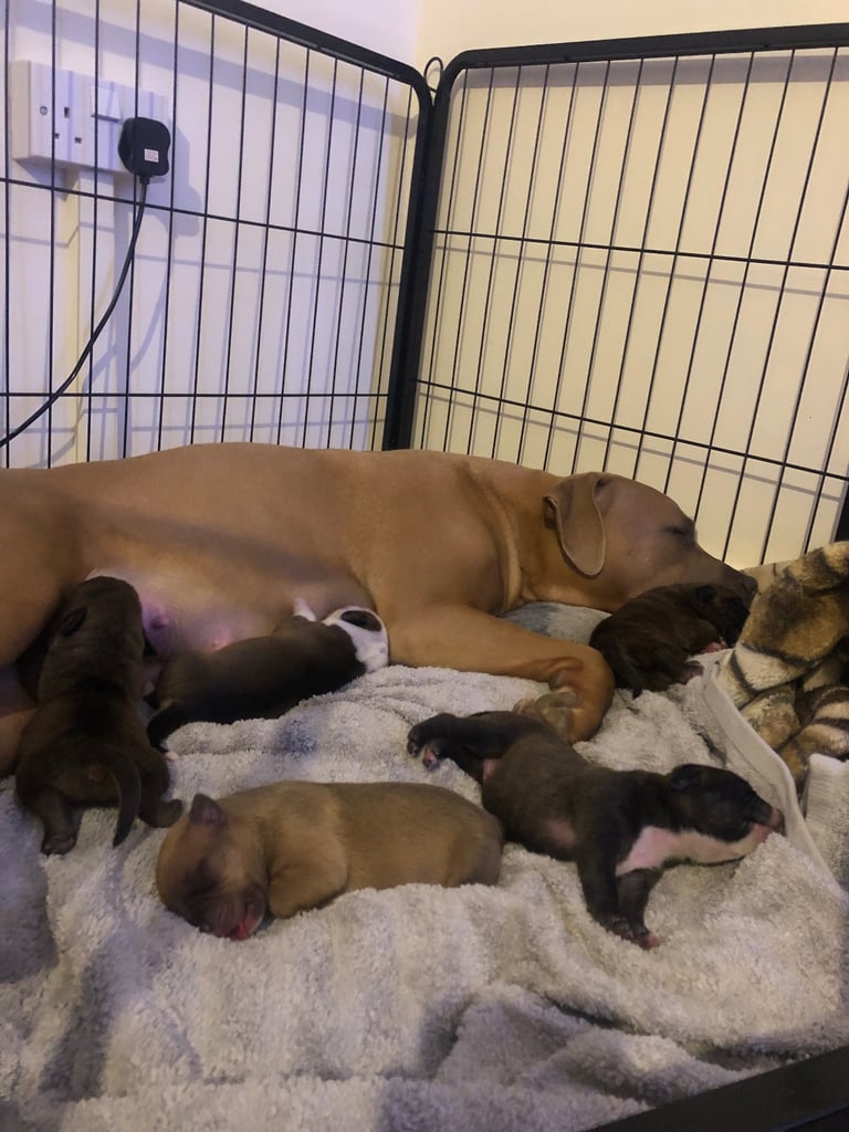 Staffordshire Bull Terrier x puppies for sale
