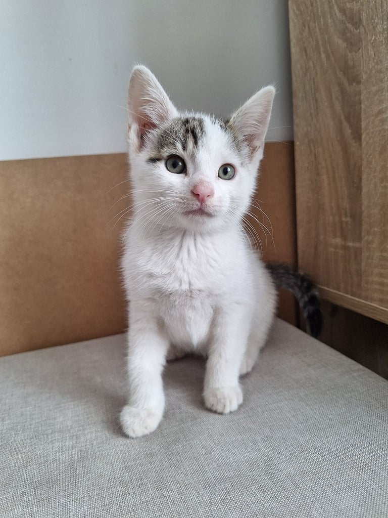  Kittens for sale 