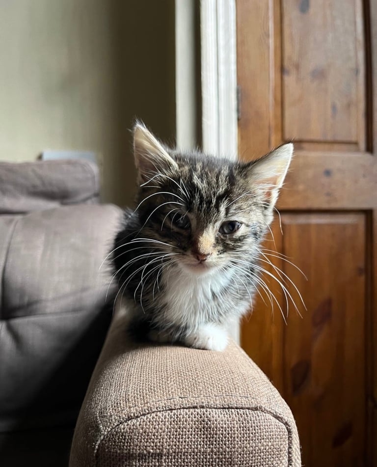Beautiful kittens for sale £50 each