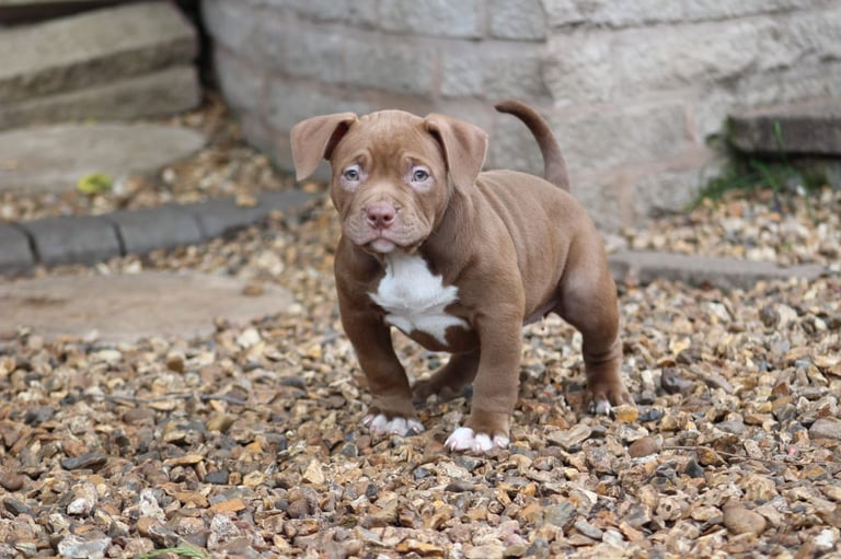 Pocket bully's abkc ready to go