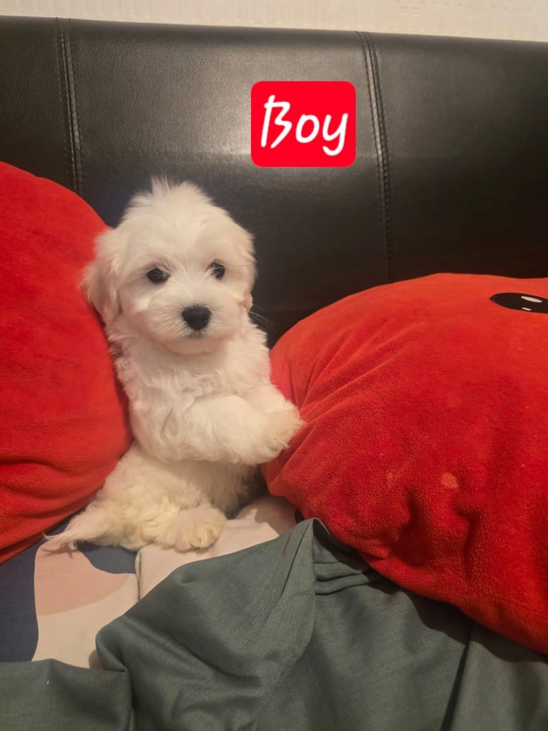 Puppy Tiny Maltese 8 weeks old ready to go now!
