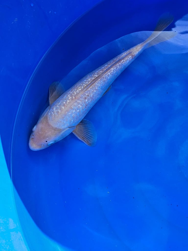 Large Japanese koi fish for sale 