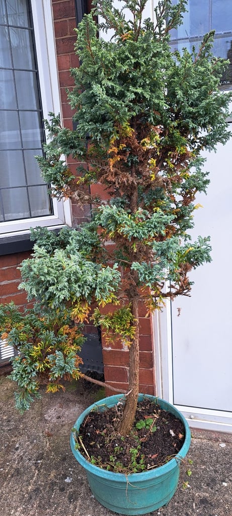Two Large conifer Trees 
