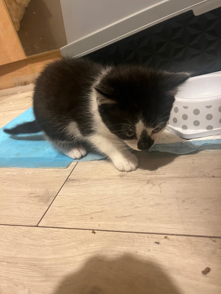 Kittens ready for there forever home