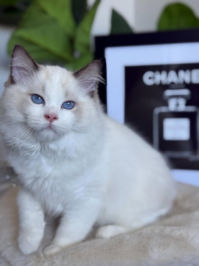 Available ragdoll kitten