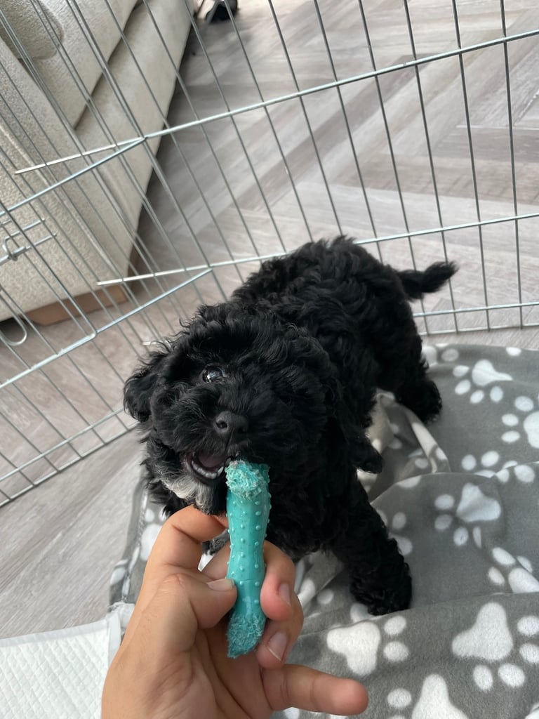 Puppy Poodle toy cross FEMALE
