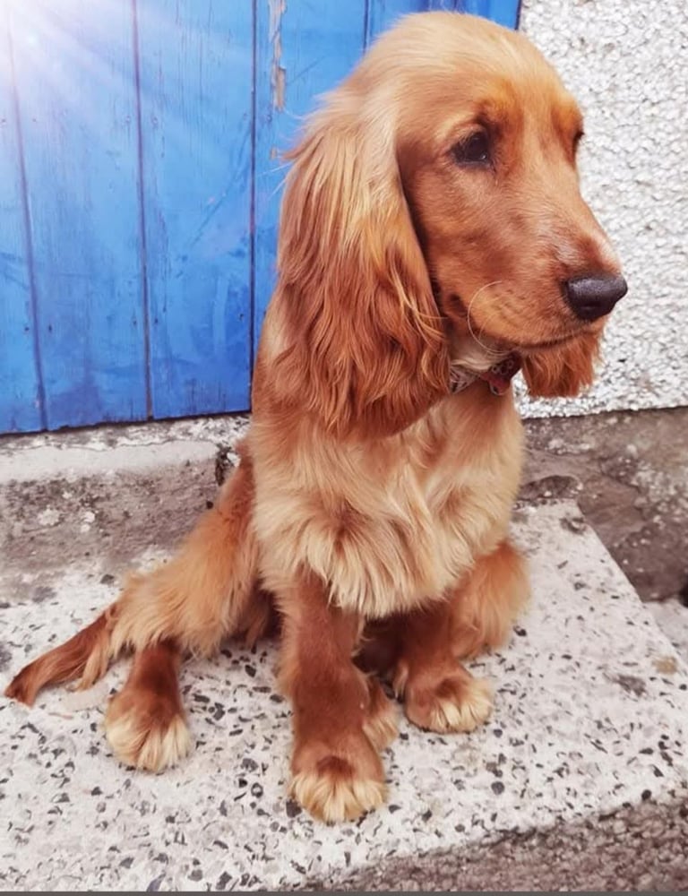 Cocker spaniel puppies