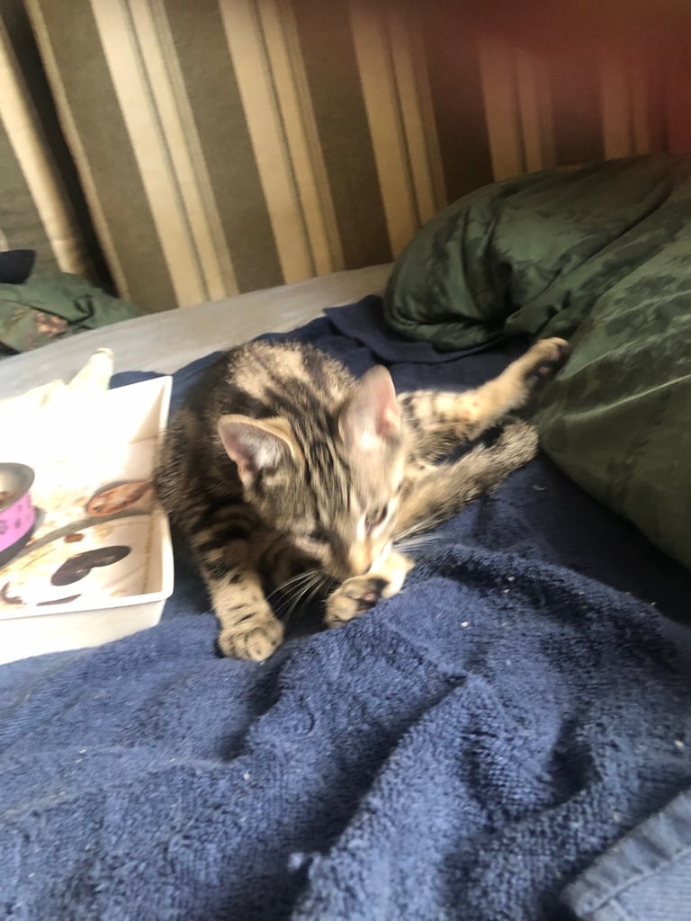 Bengal cross kitten male 